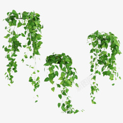 海草绿色植物三个悬挂鲜草绿色垂吊植物高清图片