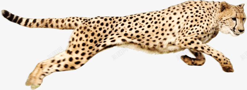 奔跑的猎豹png免抠素材_新图网 https://ixintu.com 动物 动物世界 奔跑 实物 猎豹 猎豹头 猛兽 生物 豹头