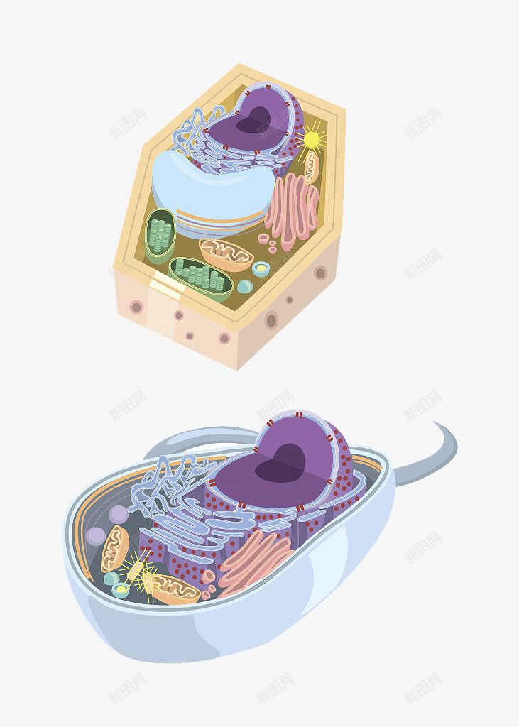 彩色细胞核结构png免抠素材_新图网 https://ixintu.com 动物细胞 核糖核酸 植物细胞 模型结构 横断面 细胞核 细胞膜 细胞质