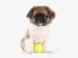 安静的小狗玩球的小狗高清图片