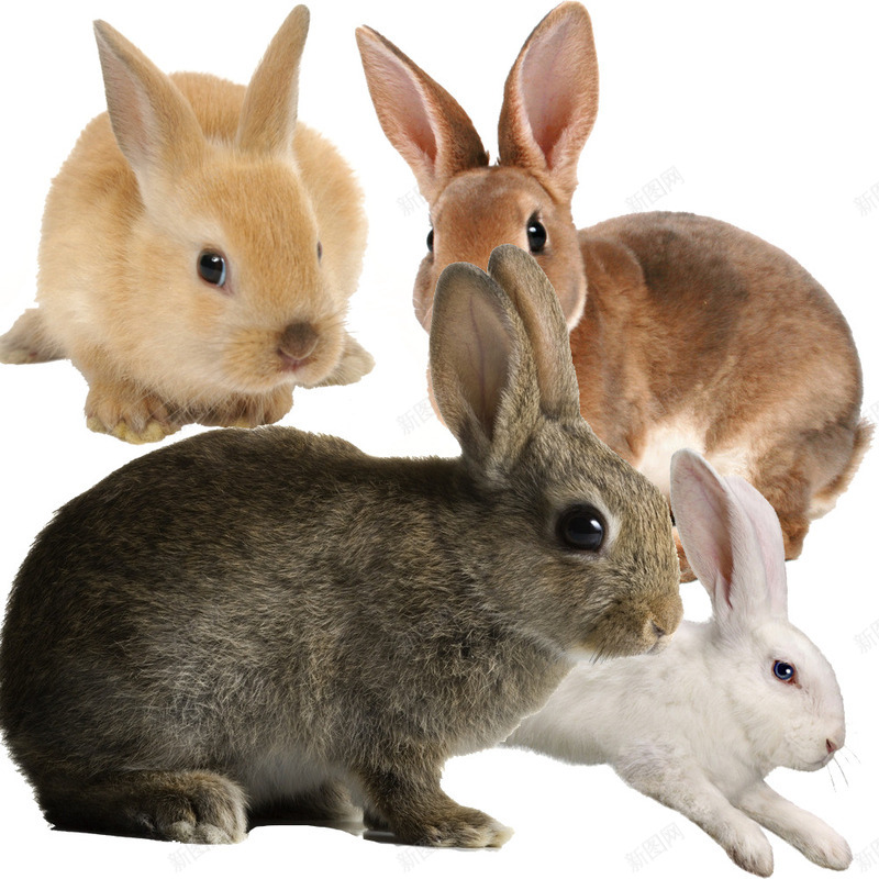 一群兔子png免抠素材_新图网 https://ixintu.com 动物 各种各样的兔子 花兔兔