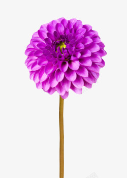 紫色植物卷起来的一朵大花实物素材