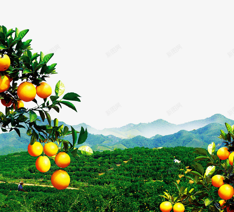 橙子树风景png免抠素材_新图网 https://ixintu.com 橙园 橙子 水果 黄色