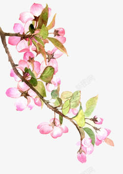 三月花盛放一直手绘的桃花高清图片