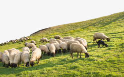 草原绵羊绿油油的大草原上可爱的白色绵羊高清图片