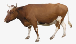 小母牛一头母牛高清图片