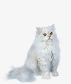 可爱的波斯猫波斯猫图高清图片