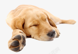 疲累拉布拉多犬睡觉高清图片