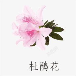 杜鹃杜鹃花高清图片