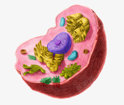 彩色细胞核结构素材