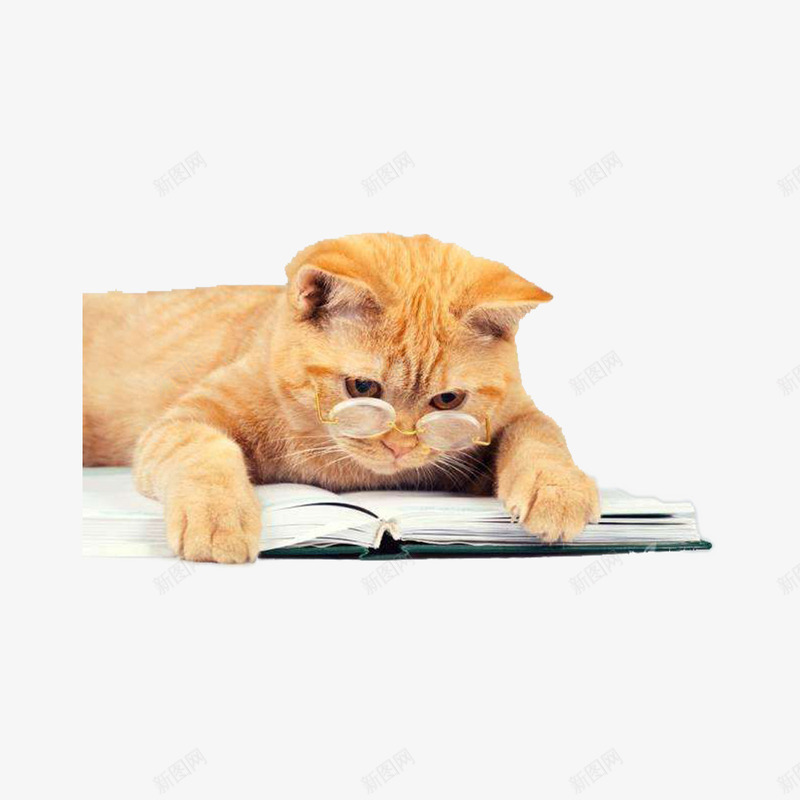 橘色小奶猫png免抠素材_新图网 https://ixintu.com 博学猫 呆萌 小耳朵 戴眼镜的猫 戴着眼镜 橘色小奶猫 看书