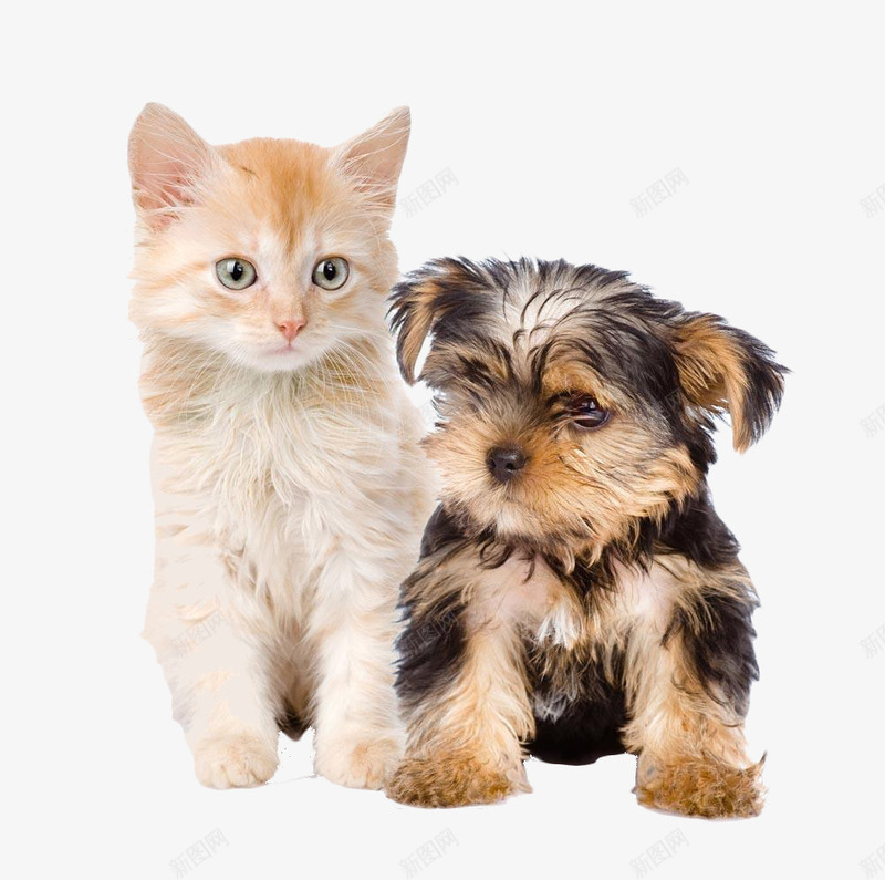 可爱小猫小狗png免抠素材_新图网 https://ixintu.com 依偎 可爱小猫 宠物 小狗
