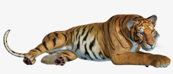 丛林老虎趴着的老虎高清图片