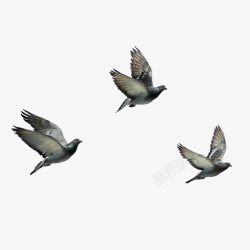 成群结队的鸟飞翔的小鸟高清图片