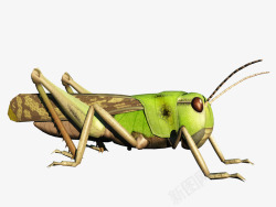 绿色害虫蝗虫动物高清图片