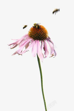 采花蜜蜜蜂采花蜜高清图片