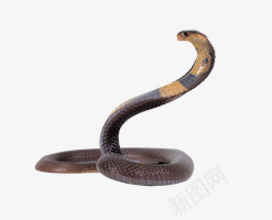 直立的眼镜蛇png免抠素材_新图网 https://ixintu.com 直立 眼镜蛇