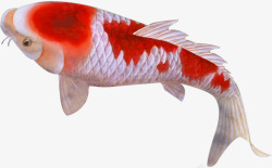 创意合成效果红色的金鱼鲤鱼素材