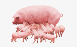 养殖业藏香猪高清图片