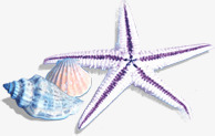 一个海星两个贝壳png免抠素材_新图网 https://ixintu.com 一个 两个 海星 贝壳