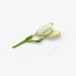 小白花背景白花自然植物枝叶花瓣高清图片