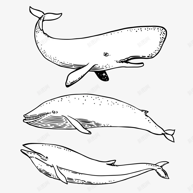 三条鲸鱼png免抠素材_新图网 https://ixintu.com 三条 嘴巴 尾巴 手绘 白色 简图 素描鲸鱼 鲸鱼 黑色