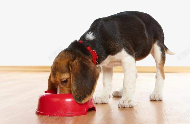 吃狗粮的比格猎犬png免抠素材_新图网 https://ixintu.com 吃狗粮 吃狗粮狗 吃狗粮的猎犬 小狗 比格猎犬 比格猎犬png