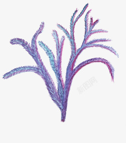 紫色海葵水彩风素材