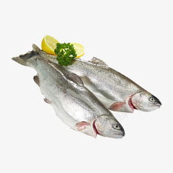 生鲜类素材图片鳟鱼生鲜水产鱼类高清图片
