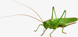 绿色蚂蚱手绘绿色蝗虫高清图片