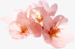 文艺粉色春季花朵素材