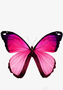 昆虫标本一张红色蝴蝶高清图片