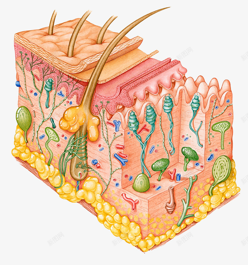 彩色皮层组织插图png免抠素材_新图网 https://ixintu.com 毛囊 汗腺 皮肤结构 细胞