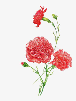 春天里盛开的鲜花妖娆的康乃馨高清图片