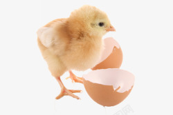 破壳而出出生的小鸡高清图片