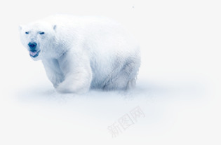 在冰面上的北极熊png免抠素材_新图网 https://ixintu.com 冰面 北极熊