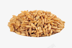 燕麦植物燕麦米例高清图片