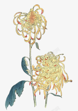 花淡黄色重阳节手绘花卉高清图片