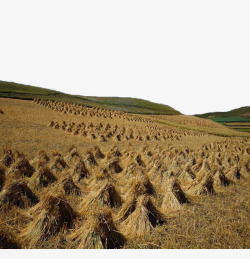 石硕山坡上被收割的稻谷高清图片