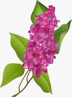 紫色槐花素材