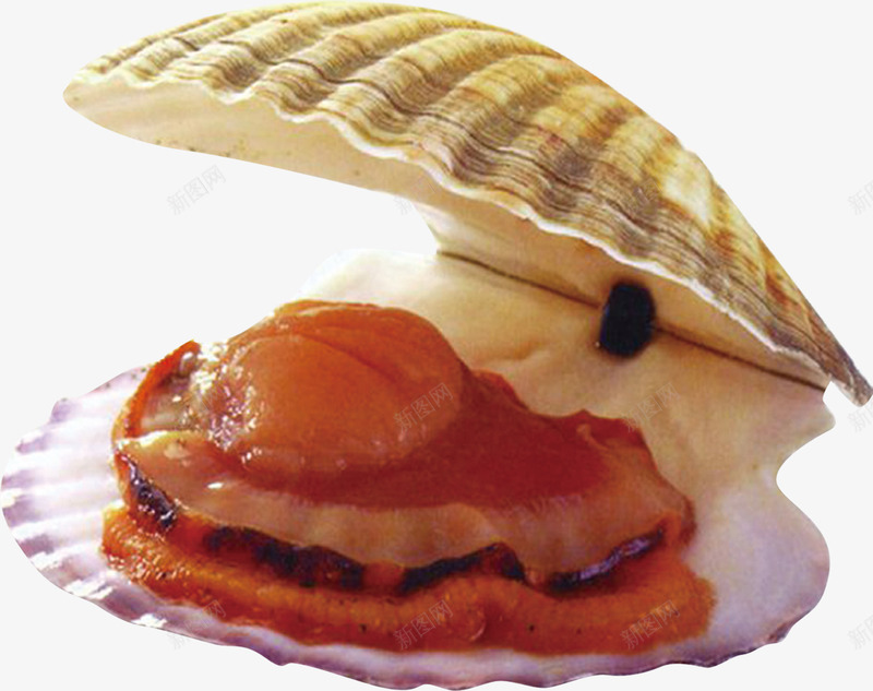 海鲜水产png免抠素材_新图网 https://ixintu.com 水产 海鲜 美食 蚌壳 食物