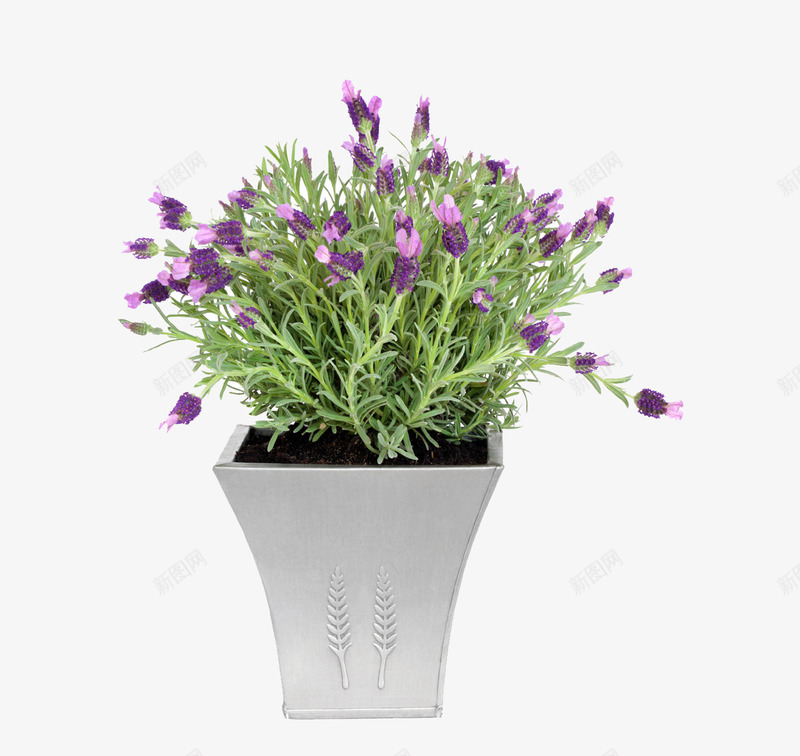 一盆紫色的花png免抠素材_新图网 https://ixintu.com 一盆花 白色花盆 紫色花朵 陶瓷花盆