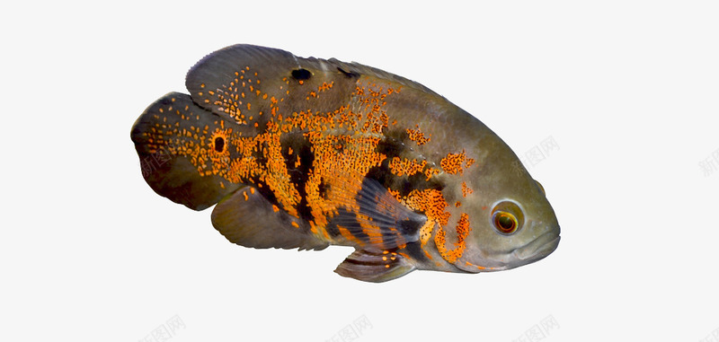 灰色带橘色斑点的鱼png免抠素材_新图网 https://ixintu.com 海鲜 食品 食物 鱼