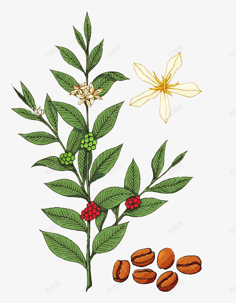 咖啡树叶和花psd免抠素材_新图网 https://ixintu.com 叶子 咖啡树 咖啡树叶 咖啡花 植物 花朵