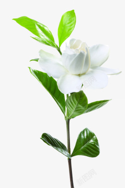 新鲜春节的白色山茶花素材