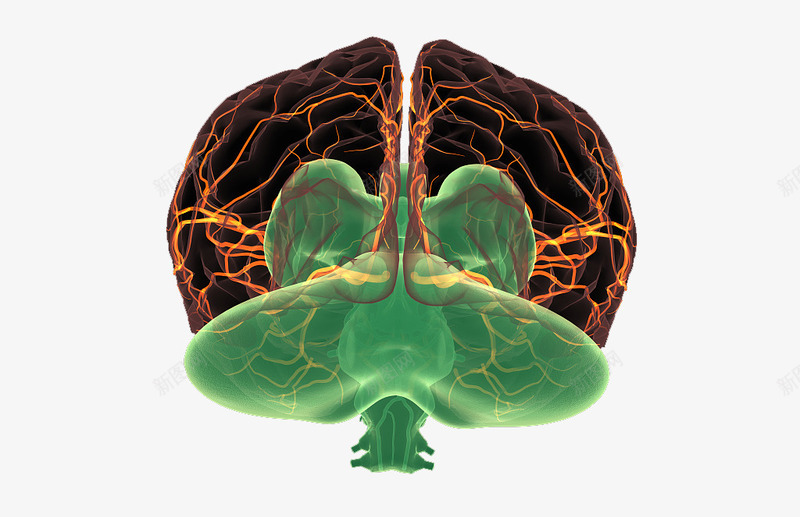 大脑神经分布png免抠素材_新图网 https://ixintu.com 人体经脉 人体结构 动物血管 叶脉 心血管系统 生物医学插图 脉管束