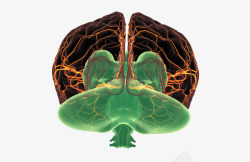 面部神经分布大脑神经分布高清图片