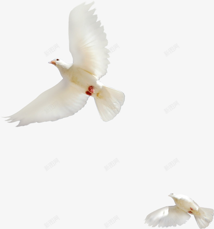 国庆节白色鸽子和平鸽png免抠素材_新图网 https://ixintu.com 和平鸽 国庆节 白色 鸽子