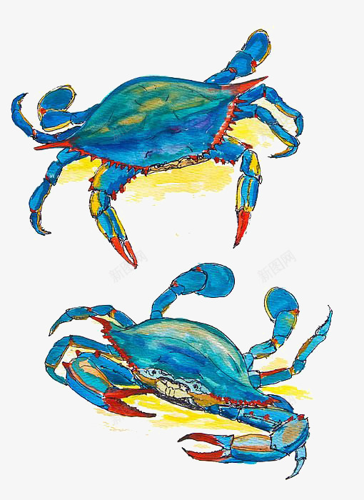 蓝色螃蟹png免抠素材_新图网 https://ixintu.com 卡通 手绘 插画 海蟹 海鲜 美食 螃蟹