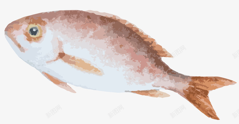 一条小鱼png免抠素材_新图网 https://ixintu.com 海鲜类食物 白色的肚子 红色斑纹 食品 鱼尾巴 黑色的眼睛